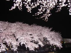 野川（調布市）の夜桜