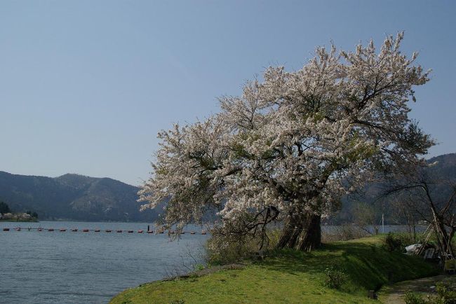 日本一広い湖・琵琶湖、でも湖岸の水辺で自然の景色を楽しめるポイントはそんなに多くはありません。ここ湖北は数少ない貴重な名所だと思います。一番遅れてやってきた湖北の春の景色、楽しんできました。