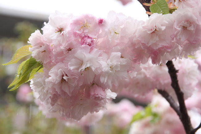 大阪造幣局といえば”桜の通り抜け”。<br />毎年桜の見ごろとなる１週間だけ、造幣局の桜が楽しめます。<br />一度行ってみたいと思いつつ、タイミングが合わなかったのですがやっと行けました。<br />この日は通り抜けの最終日、生憎の雨の中、傘を差しながらのお花見となりました。<br /><br />詳しくは造幣局のＨＰをご覧ください。<br />沢山の桜の写真と解説もあります。<br />http://www.mint.go.jp/sakura/index.html