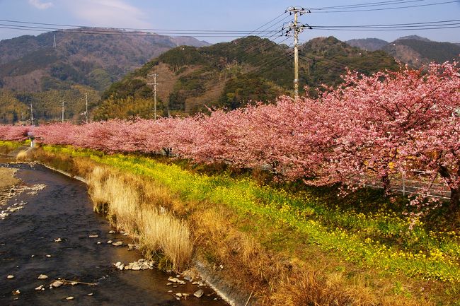 ソメイヨシノよりも一ヶ月早く開花する本場の河津桜の花見に出かけました。<br />ピンク色の河津桜は同時に開花する菜の花の黄色い花と見事に調和して素晴らしい景観を楽しませてくれました。<br />