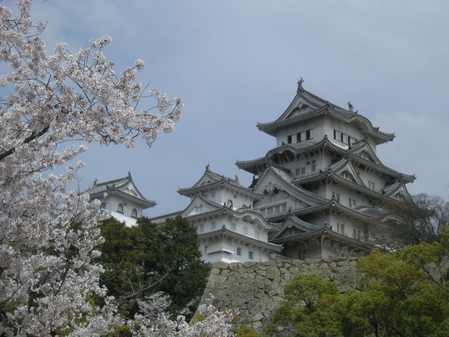 桜の花がまだ散っていないのを見極めて、姫路城へ行ってきました。<br />桜はちょうど満開でとても綺麗でした。<br />今回の改修は外壁のしっくいの塗り替えや屋根瓦のふき替え、耐震性を高める補強も行われます。<br /><br />工事は2009年秋から着手されましたが、準備期間となる2010年4月まで外観･大天守はそのまま、通常どおり見学できました。<br />「素屋根（すやね）」で上からすっぽり覆われるので、外からは見えなくなり、素屋根が撤去されるのは2014年です。<br /><br />姫路城は「昭和の大修理」でも大天守は数年間にわたって素屋根に覆われたそうです。今回、その素屋根壁面に大天守の絵が描かれ、その内側には見学者用のエレベーターが設置的に修理期間中も大天守内部は公開するとのことです。<br /><br />２０１４年公開を楽しみにしています。<br /><br /><br /><br />