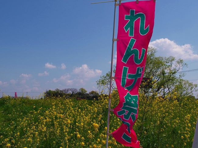 久喜市の所久喜の「れんげ祭」<br /><br />２９日の祭日にあると情報、、２９日はお天気が心配。。<br /><br />まだ早いけど場所の確認と車で散歩<br /><br />幾分は知ってる地域の<br /><br /> 旧　江面村（えづら）所久喜（ところーき）<br /><br />綺麗な空　菜の花　鯉のぼり。。やや少な目のれんげの花<br /><br />　　久喜市れんげ祭り<br />http://www.city.kuki.lg.jp/event/100429.html