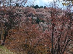 今年も森の妖精を求めての秩父ハイキング①美の山ハイキングと長瀞・通り抜けの桜を愛でるの概要