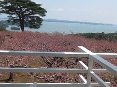【松島】2010年4月24日現在の桜開花状況