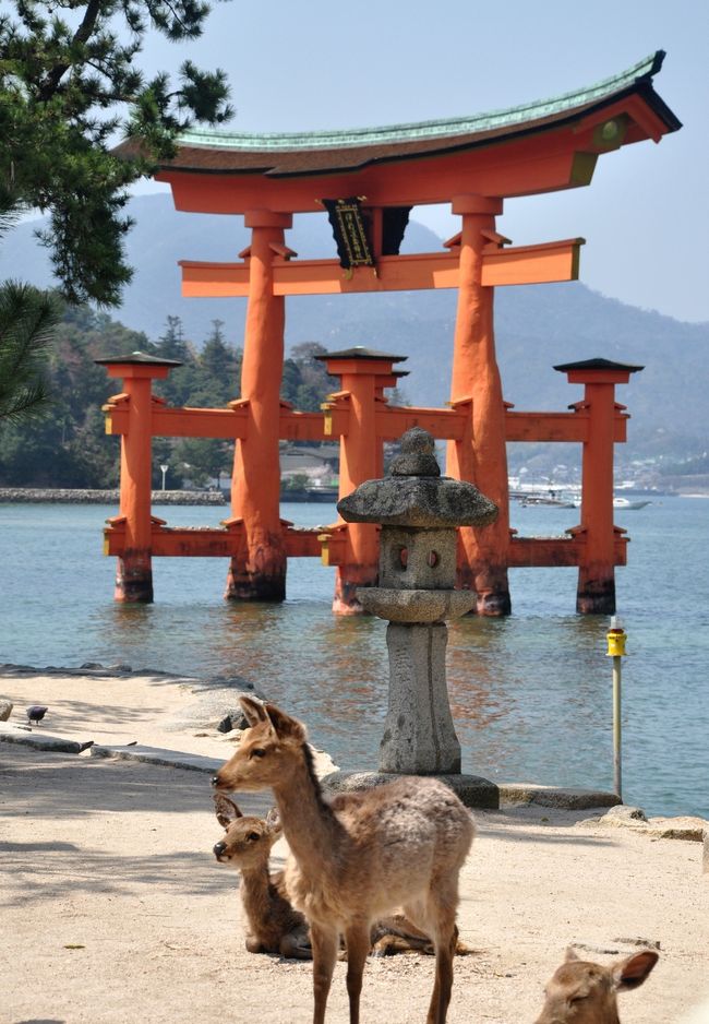 広島旅行２日目は、宮島厳島神社に行きました。<br /><br />ちょうど桜が見ごろ、良いお花見ができました。