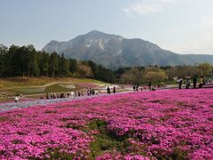 遅い桜と芝桜の秩父＋秘湯