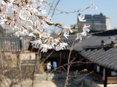 春の韓国　【京畿道】　ソウル