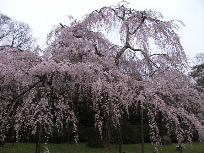 枝垂れ桜、満開の醍醐寺。<br /><br />世界遺産にも指定されている醍醐寺、秀吉が最後の花見を行ったところでも有名である。<br /><br />三宝院の中は見事な桜で埋めつくされていた。<br /><br />