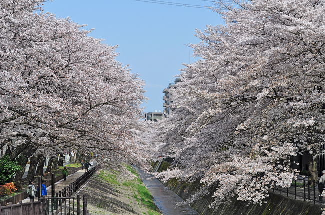 一昨年，職場が変わったと同時に多摩センターの桜をアップしてきた．今年も毎年と同じ3/31の桜と満開になった4/6をアップする．2年前始めたあたらしい仕事が軌道に乗ってきたときに，国内ブログとしてはじめてアップした，感慨深い桜だ．<br /><br /><br />2009年は<br />http://4travel.jp/traveler/suomita/album/10322377/<br />2008年は<br />http://4travel.jp/traveler/suomita/album/10229386/