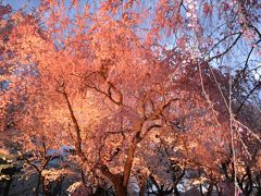 日本三大夜桜・高田城公園の夜桜！