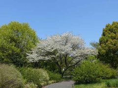 昭和記念公園で遅咲きの桜見ごろ
