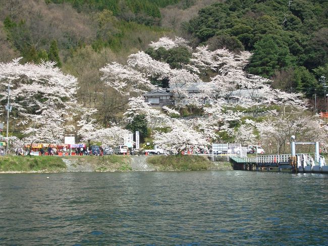 湖北の春を彩る海津大崎の桜<br /><br />学生時代にふとドライブで立ち寄って以来、周りのみんなに勧めてます。<br />あの頃は、今のように交通規制はなく、そんなに遊覧船もなかった印象です。<br /><br />時間が許せば、もちろん遊覧船に乗って湖上からのお花見がベスト。<br />お弁当を持ち込んだりすれば、気分は最高。<br />お花見の雰囲気は抜群です。<br /><br />ただ、やはり湖面を走る春風はまだまだ肌寒いので、ちょっと厚着でお出かけするのがポイントです。<br /><br />また来年も行きたいです。<br />