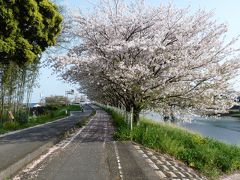 焼津　朝比奈川沿いの桜吹雪