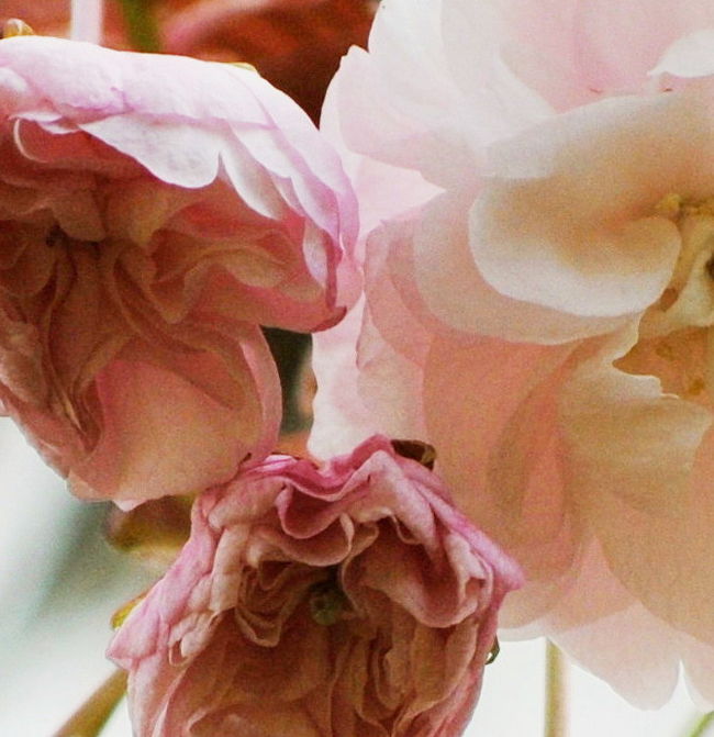 Japan　マダムＧとまわる昭和記念公園　April　2010  桜さくら　～ミツバチばあやの冒険～