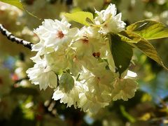 春を探して・・・②黄色い桜「御衣黄」と「八重桜」