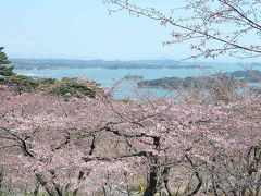 桜の頃　西行戻しの松公園　（松島町） 　宮城県