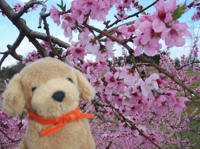 桜の花も、満開のピークを過ぎて…そろそろ福島は桃の花の季節へと変わります♪<br /><br />一面桃色の花を咲かせる桃畑、そして菜の花。<br />桜が散り始めても、まだまだ春が楽しめる福島、山里の風景を“ちびちゃーむ”が案内しま～す(^^)<br /><br />本日のランチは・・・<br />極太つけ麺で有名な『麺豪　剣信』で♪<br /><br /><br />