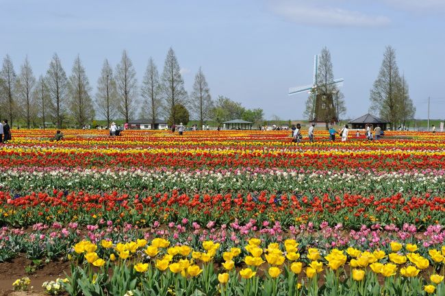 次の日から天気が悪くなるということなので、急遽チューリップを見に、柏のあけぼの山農業公園に行きました。<br />ポカポカ陽気に恵まれ、赤や黄色のチューリップを楽しんできました。