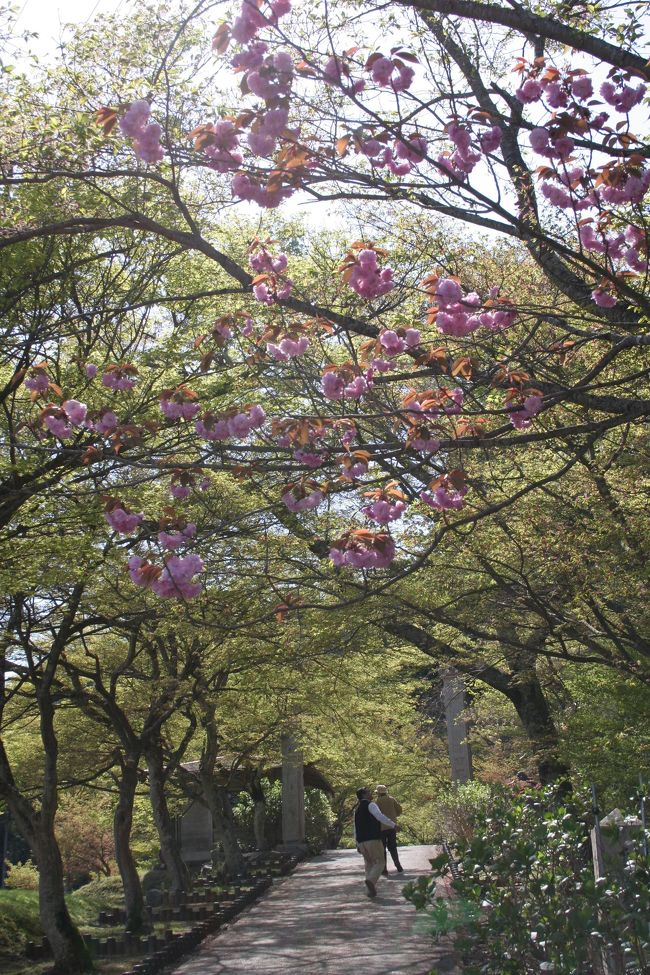 ４月の桜の花も散ってしまったはずの、お天気のいい日曜日…<br />義父とダンナと３人で、ちょっと兵庫県の氷上に新緑と『ナンカ、お花咲いてないかなぁ〜』と春の景色を求めてのドライブに出かけました<br />『ナンカ、新鮮なお野菜もないかなぁ〜』（笑）で道の駅・青垣にも寄ってみました<br />道の駅は、最近の野菜の高値のせいか、予想以上の人！<br />その青垣の道の駅で、美味しいという二八そばもいただきました<br />丹波の紅葉で有名な円通寺も訪れました。今の時期、境内はみどり！で溢れていました…。苔むした石仏に、緑のもみじ…。心静かに散策できました…<br />新緑の中、おいしい空気を胸いっぱいに吸い込んで、88歳の義父とダンナと私の３人ドライブ！です<br /><br /><br />