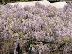 美濃竹鼻藤まつり・紫の藤の花
