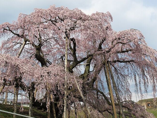 (写真は三春、滝桜）<br /><br />今回「1万円の一人旅」は福島の桜見学です。<br /><br />4/24(土）晴れ曇り､一時雨<br />新宿8:00発、高速バスで須賀川へ、事故渋滞で12:10着　そこから車で三春へ、<br />　まず釈迦堂川桜、そして紅枝垂れ地蔵桜、ついであの三春滝桜へ。<br />　これは岐阜根尾谷の漆墨桜、山梨北杜の神代桜とともに日本三大桜だ。ソメイヨシノのようなクローンにはない重厚さ、ホンマもんの血統樹(親と子がはっきりしてる）や。これが福島の桜のすごいところ。<br />　樹齢1000年以上、エドヒガン系のベニシダレである。今年は1週間遅れで本日満開なり。<br />その後、合戦場の枝垂れ桜、安達が原の桜をみて岳温泉へ。<br />宿泊は東三番館、ここは陽日の郷あづまやの別館<br />清潔で緑白色がかったかけ流し温泉と、量は少なめだが内容のいい夕食、満足の朝食　岳温泉の桜は高所のせいかまだつぼみ。<br /><br />4/25（日）晴天<br />まず、二本松の霞城へ。本丸へ登ると雪をかぶった安達太良連峰が真正面に。<br />　こちらのソメイヨシノも満開である。なんと眺めのいい城か。<br />さらに再び三春に向かい、途中大塩の枝垂れ桜、三春に入り福聚寺、そして水芭蕉の咲く真照寺、最後にカタクリの群生地を見収めとして再び須賀川から高速バスで池袋へ。<br /><br />　春花万歳、福島県よありがとう。<br />　桜の花たちありがとう。<br />　<br />　予算：バス代￥7,000　宿泊代￥7,600