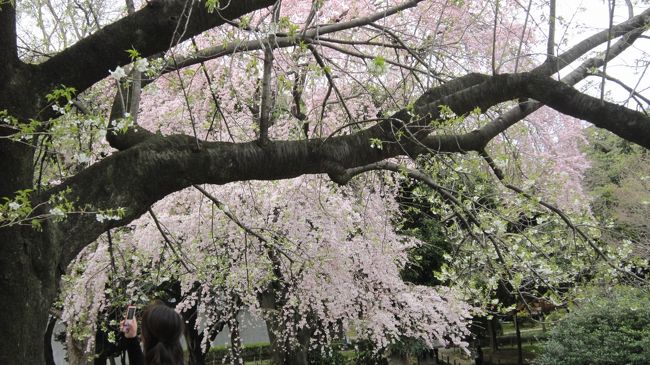 ぽっかりと時間があいた木曜日、<br /><br />桜に誘われて上野公園にでも行こうかとネットを検索したら、2時から「東博桜めぐり」と題した無料のガイドツアーがあることを発見！<br /><br />「大人のお花見　楽しめます」ですと。<br />これからすぐ行けば　ぎりぎり間に合いそうです。<br /><br />これ、行ってみよう！<br /><br />という成り行きであわてて飛び出したのですが<br />桜はもちろん、ボランティアガイドさんの説明もとても楽しくて<br />キャッチコピーに偽りなし。<br /><br />「大人のお花見　とっても楽しめ」ました。
