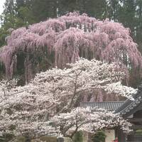 2010満開の三春滝桜 そして桜三昧 後半