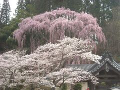 2010満開の三春滝桜 そして桜三昧 後半