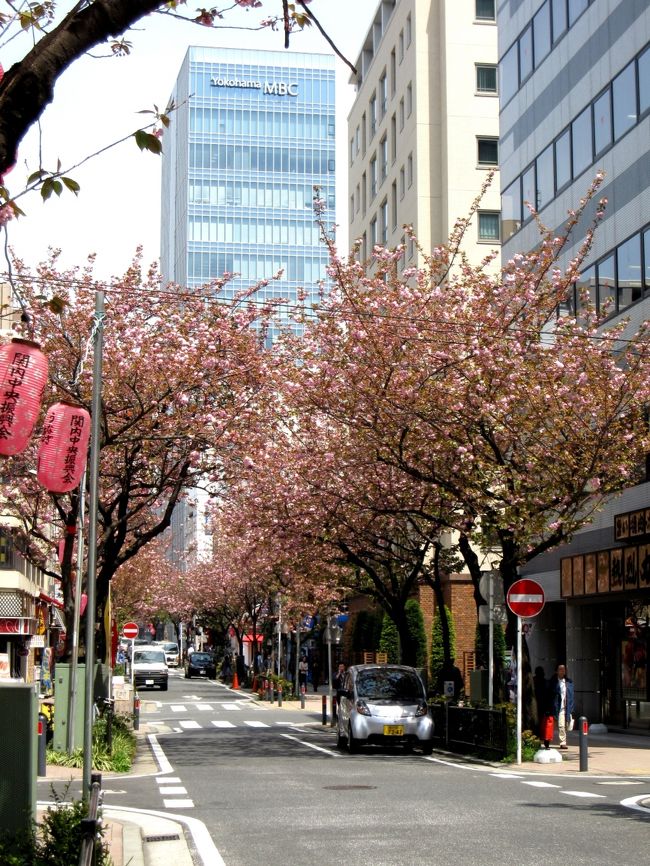 横浜市営地下鉄の市役所出入り口の辺りから、<br />神奈川新聞＆ＴＶＫがある「横浜メディアビジネスセンター」に<br />行く道を「関内桜通り」といいます。<br /><br />名前のとおり「桜の並木」しかも、八重桜の並木です。<br /><br />横浜公園では、チューリップが見頃になりました。<br />そしてその時期は、この八重桜も明るいピンクの花が咲き、<br />オフィスが多い、ビルの通りがひととき華やいでいました。