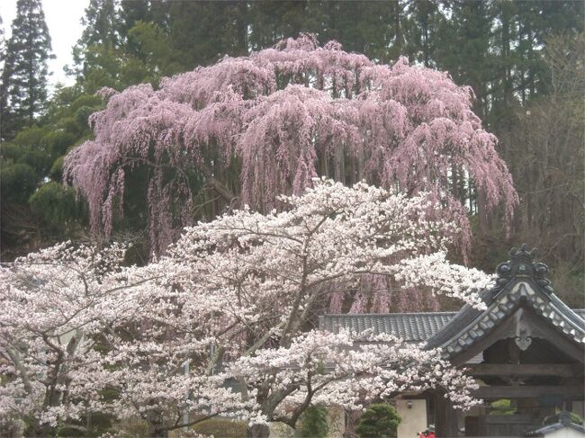 ゆっくりを「滝桜」を見物した後、<br />三春町の市街地にむかった この日の後半編です。<br /><br />三春町は中心部にもたくさんの枝垂桜があると調べてきたので、<br />今日はこちらもじっくり見物です。<br /><br />持ってきた地図や頂いた観光案内の地図を持って、町歩きをしてみました。<br />国道288号線の周りには大きな枝垂桜のある寺社仏閣が多いようです。<br />夜間にはライトアップされる木もあるそうで、<br />夜まで居るのは無理ですが、<br />とにかく歩いて、沢山の桜を見てみる事にしました。<br /><br />表紙画像は福聚寺の枝垂桜です。<br /><br />