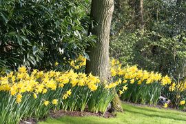 2010春、ドイツ・オランダ・ベルギーの旅(14/68)：4月17日(2)：キューケンホフ公園・チューリップ、桜、水仙