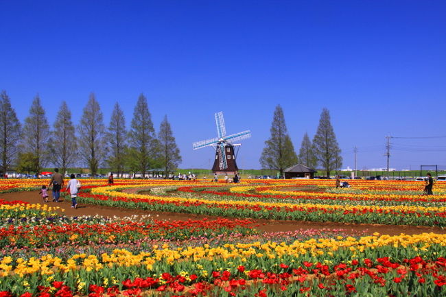 柏市のあけぼの山農業公園にいってきました。チューリップがまだ咲いているか不安だったのですが、ギリギリ間に合いました。<br /><br />ホームページ：http://www.akebonoyama-nougyoukouen.jp/<br /><br />