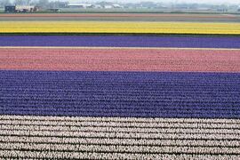 2010春、ドイツ・オランダ・ベルギーの旅(16/68)：4月17日(4)：キューケンホフ公園・風車、お花畑、チューリップ