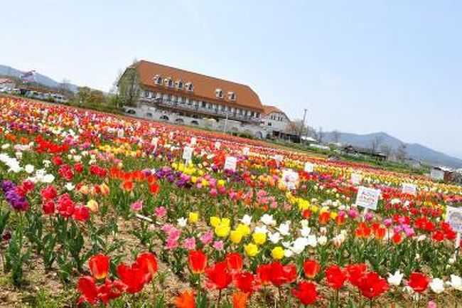 農業公園アグリパーク竜王（滋賀県竜王町山之上）で「チューリップまつり」が開かれた。<br />　隣接のチューリップ畑には約１万６千本が 春風にゆれて咲き誇り、<br />ステージ演奏やフリーマーケット、餅つき大会、屋台村などのイベントが行われる。<br />中でも 竜王町は源義経が元服で有名な道の駅<br />源義経元服の地、「元服まつり」<br />http://4travel.jp/traveler/isazi/album/10314859/<br />義経と言えば.その弁慶..弁慶の生誕の地和歌山県田辺市から紀州弁慶保存会<br />残念ながら１日早かったので..イベント見れませんでした・<br /><br />体験交流型農業公園　アグリパーク竜王<br />〒520-2531　滋賀県蒲生郡竜王町山之上6526番地<br />営業時間：10:00〜17:00<br />管理事務局　TEL.0748-57-1311　FAX.0748‐57‐1047<br />定休日：月曜日（月曜日が祝日の場合は火曜日）<br />E-mail:aguri-p@mx.biwa.ne.jp<br />ＪＲ近江八幡駅からバス。<br />名神高速道路竜王ＩＣから車で１０分。<br /><br />2010　チューリップ<br />■旅行名：名城公園でチューリップ　2010<br />■ＵＲＬ：http://4travel.jp/traveler/isazi/album/10452632/<br />■旅行名：アグリパーク竜王（チューリップ）2010<br />■ＵＲＬ：http://4travel.jp/traveler/isazi/album/10452881/<br />■旅行名：ブルーメの丘のチューリップ　2010<br />■ＵＲＬ：http://4travel.jp/traveler/isazi/album/10452958/<br /><br />追伸<br />去年<br />アグリパーク竜王（チューリップ）2009<br />http://4travel.jp/traveler/isazi/album/10330703/<br />一昨年..アグリパーク竜王からブルーメの丘のチューリップへ<br />http://4travel.jp/traveler/isazi/album/10234698/