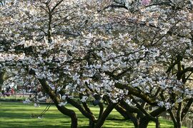 2010春、ドイツ・オランダ・ベルギーの旅(17/68)：4月17日(5)：キューケンホフ公園・桜、チューリップ等の展示室