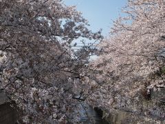 ☆　中野～新宿　絶景穴場の桜スポットサイクリング　☆