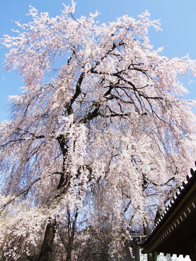 太閤秀吉の｢醍醐の花見｣で有名な京都醍醐寺の桜を終日満喫します。<br />西大門（仁王門）の９時の開門前に、上醍醐を参詣します。<br />　参詣後、山を下りると広大な下醍醐の境内は、参拝と花見の<br />人、人、人、天気は快晴、大枝垂れ桜を中心に満開です。