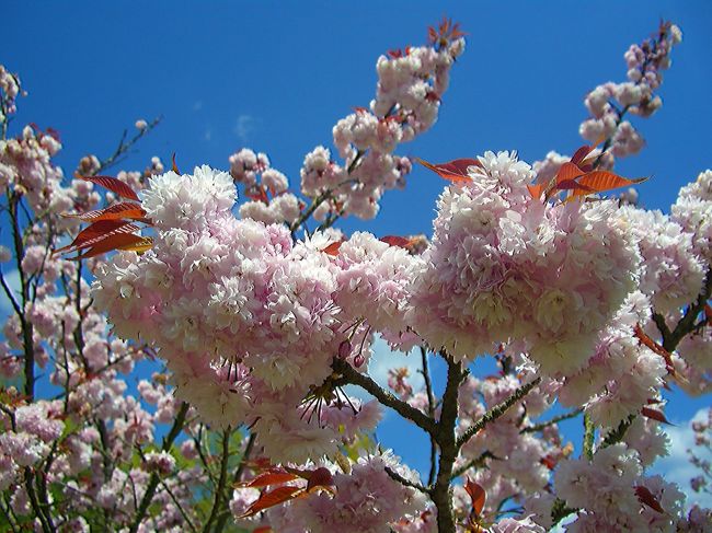 桜シーズンの４月に入ってからの冷え込みで例年より開花期間が少し長持ちした為、合わせるように毎週のように花見を実施、と言っても車なのでノンアルコールです。<br /><br />桜図鑑と言う訳ではありませんが、今春、県内で見てきた桜を幾つか紹介させて頂きます。<br /><br />◆晴れの国　岡山　『観光かわら版』◆<br />http://4travel.jp/traveler/comeva/album/10432651/<br /><br />◆晴れの国　岡山map◆<br />http://waiwai.map.yahoo.co.jp/map?mid=KPuHK1HEmNHv1I_rG3Uk39lKoqiLoPVY7g-- <br />