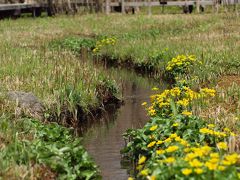 ２０１０年４月　箱根湿生花園のミズバショウやマメザクラなどのお花と野鳥たち