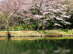 科博付属教育園-1　樹木の芽吹き　☆桜咲く頃の林で