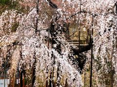 伏姫桜-1　健気に咲き誇る名木再訪　☆真間山弘法寺に400年余