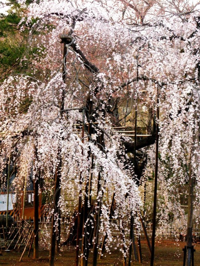 伏姫桜（ふせひめざくら）様々な諸説のある枝垂れ桜、樹齢４００年以上経つこの桜は、いつ誰がつけたのか「伏姫桜」と呼ばれている。<br />現在、老木の為３年計画で「桜の養生」がボランティアの樹医先生と山務員を中心に行われている。(下記より引用)<br /><br />真間弘法寺については・・<br />http://mamasan.or.jp/index.html<br /><br />前回(2008年3月29日)の伏姫桜は・・<br />http://4travel.jp/traveler/maki322/album/10229058/<br /><br />弘法寺（ぐほうじ）は、千葉県市川市にある日蓮宗の本山。山号は真間山（ままさん）。塔頭が四院ある（安国院、玄授院、龍泉院、亀井院）。<br />奈良時代の天平9年に行基によって創建されたと伝えられる。下総中山の法華経寺とともに日蓮宗の拠点となった。（フリー百科事典『ウィキペディア（Wikipedia）』より引用）<br />