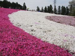 雨に濡れた　羊山公園　「芝桜の丘」