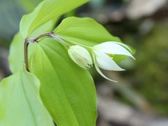 ちょっと裏山（福井再発見）