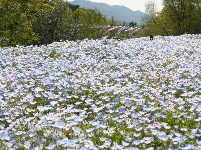 荘内半島から国営讃岐まんのう公園へ。<br />日本最大の灌漑用のため池、満濃池に隣接するまんのう公園は今「春らんまんフェスタ」開催中で、チューリップやネモフィラ、オンツツジがちょうど見頃。<br />特にネモフィラは青い神秘の花で約５万本が見事な花のジュウタンとなっていた。<br />チューリップも２８種７万本ありこれも色とりどりに咲いて鮮やかで素晴らしい花園。<br />おだやかな春の一日、素晴らしい讃岐路の花めぐりの旅でした。