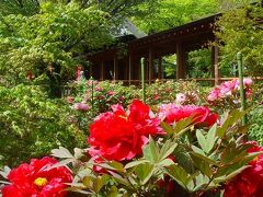 所沢　牡丹の寺多聞院　