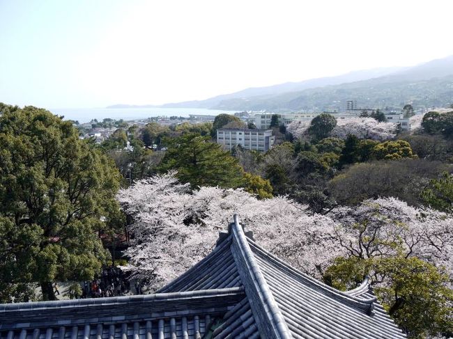 中国料理 森羅本店で満足の昼食を頂いて、再び小田原城址公園に向かいます。<br /><br />桜が満開の小田原城址公園は、凄い人出ですが、せっかく来たのだから天守閣に登ることにしました。<br />