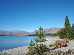 (17) George Scott Loop を歩く　　Tekapo, NZ