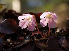 イワウチワに会いに那岐山へ