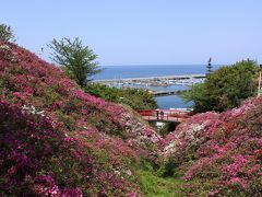 淡輪遊園のツツジ